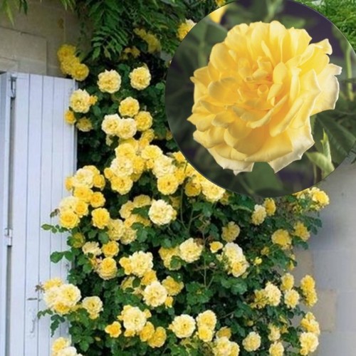 Rosa 'Golden Climber' - Roos 'Golden Climber' 